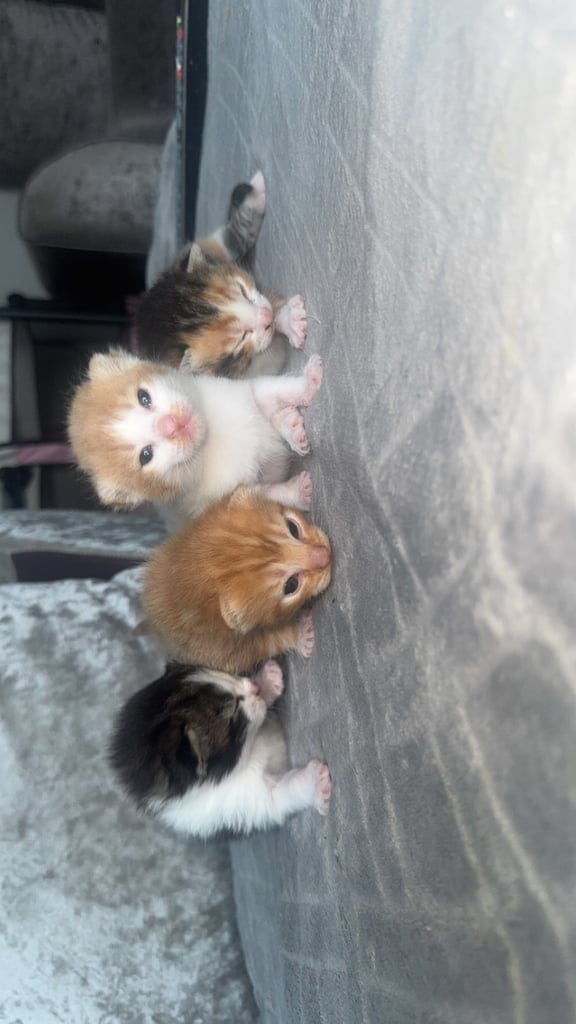 Kittens born 28/09