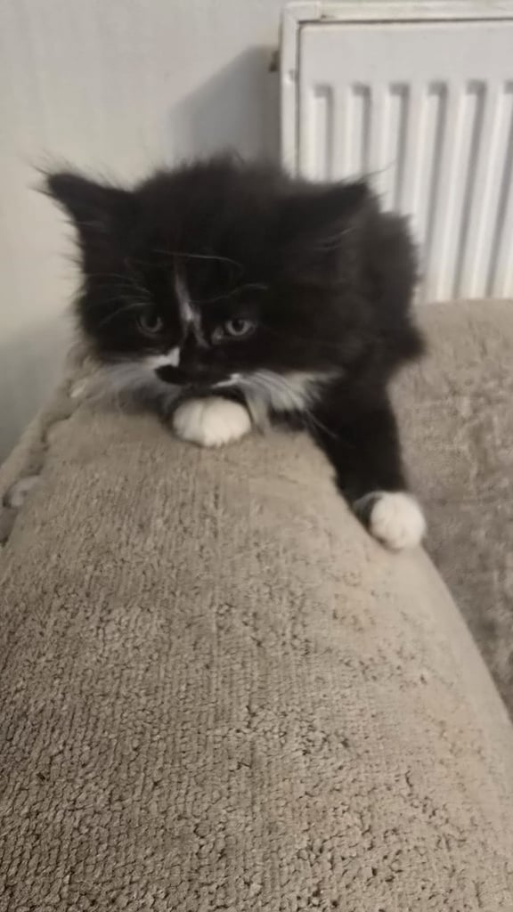 Beautiful Persian mix fur babies 