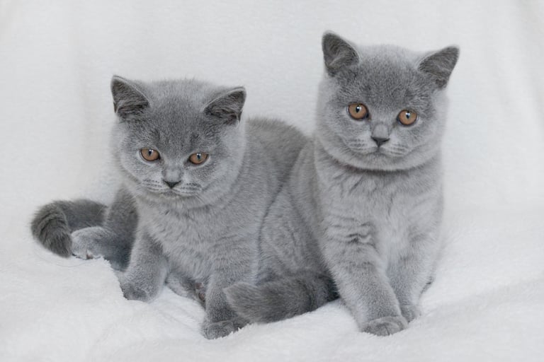 Top Pedigree British Shorthair Kittens