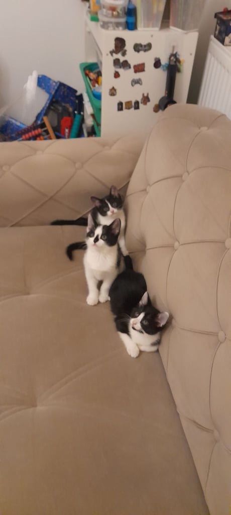 Black and white kittens ready home