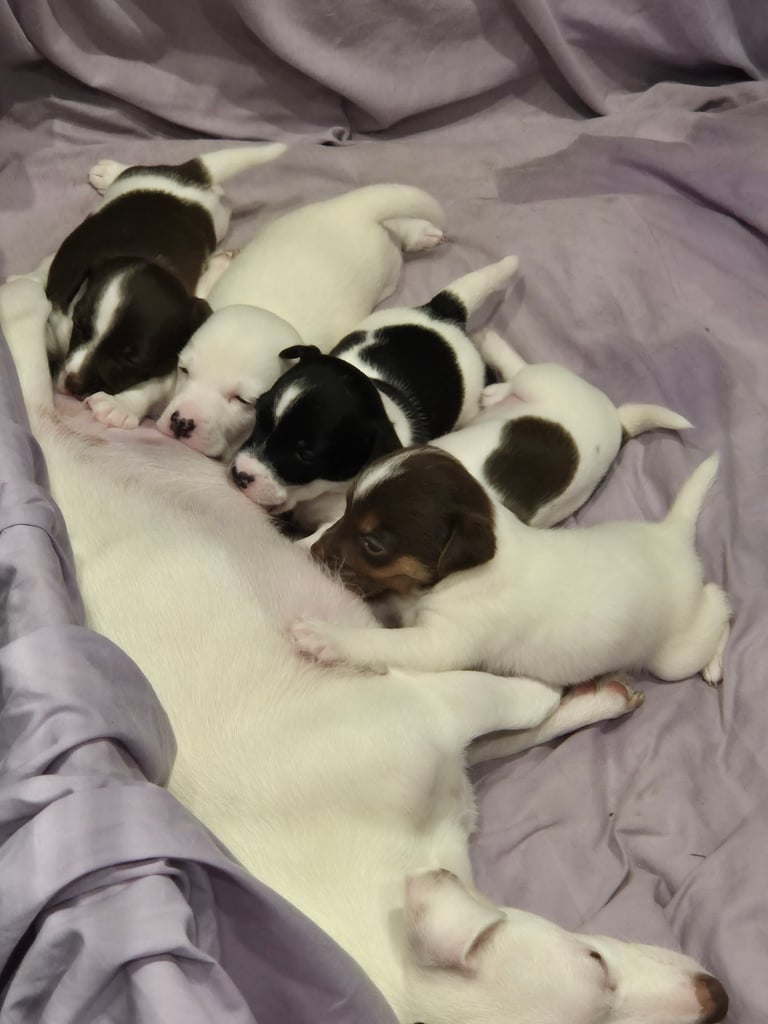 Jackie russell puppies 
