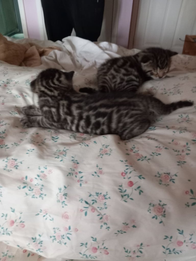Stunning bengal kittens