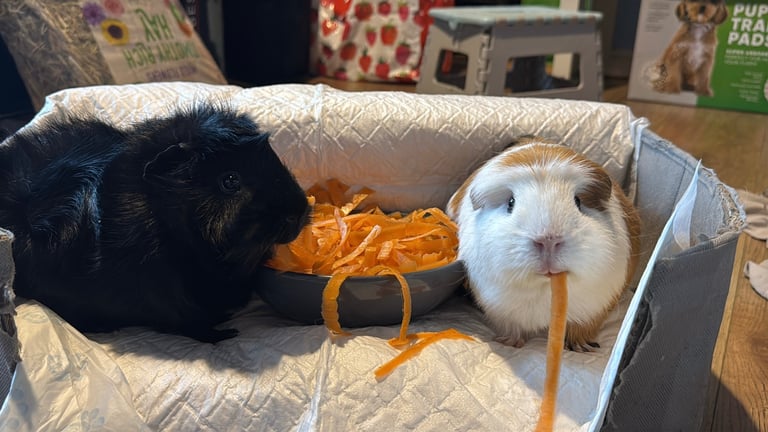 Guinea pig pair 