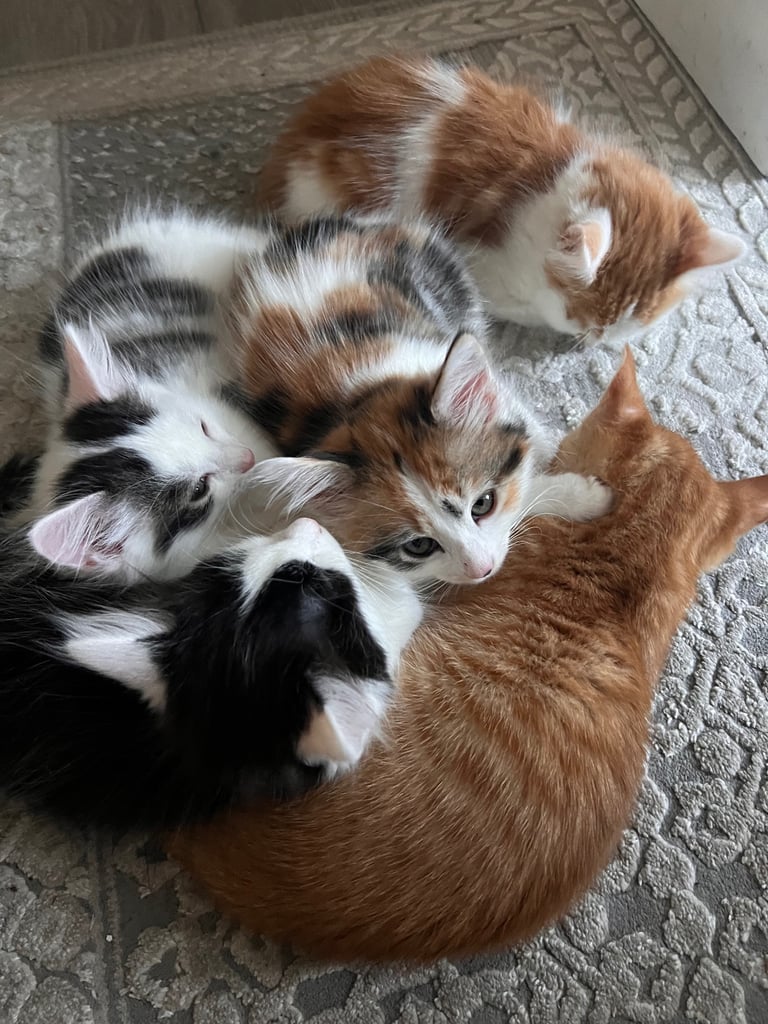 Kittens 