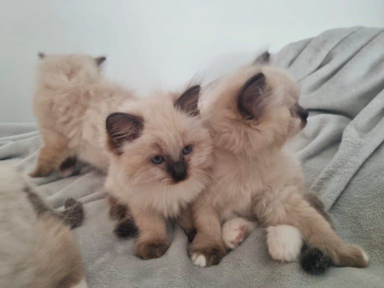 Beautiful Ragdoll kittens