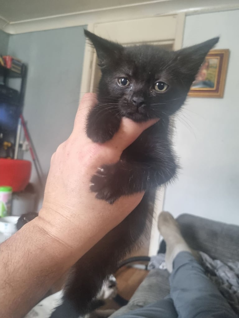 Black Kitten 12 weeks