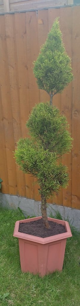 Pom pom lemon tree