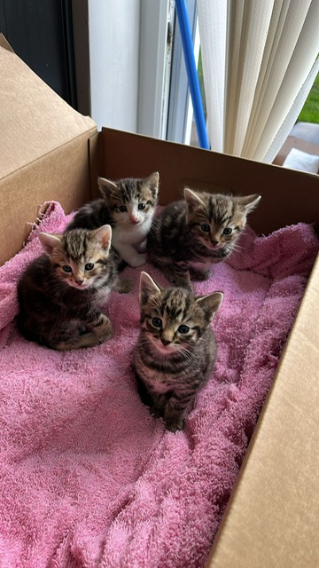 4 BEAUTIFUL KITTENS FOR SALE 3 GIRLS & A BOY, READY TO GO IN A WEEK