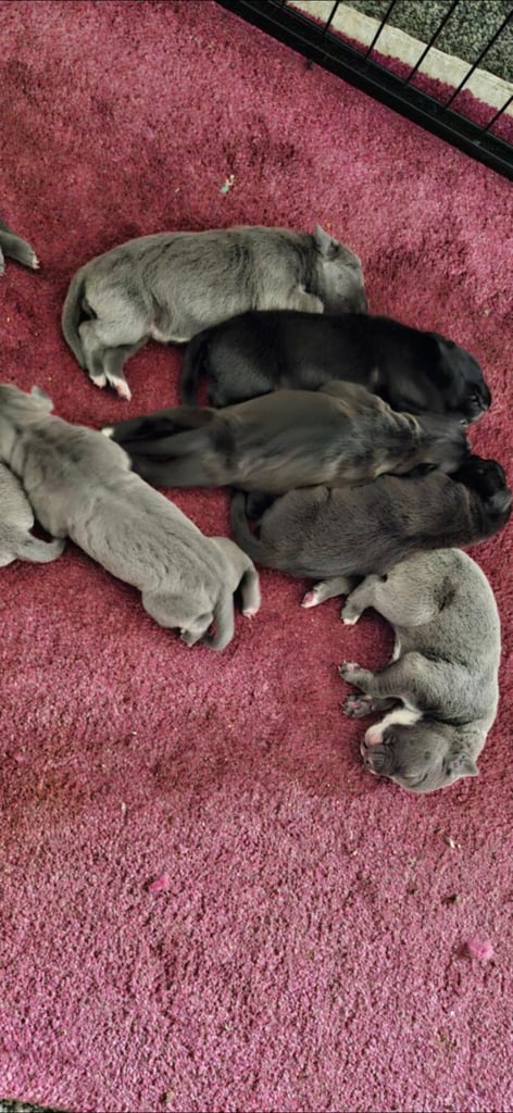 Cane corso pups 