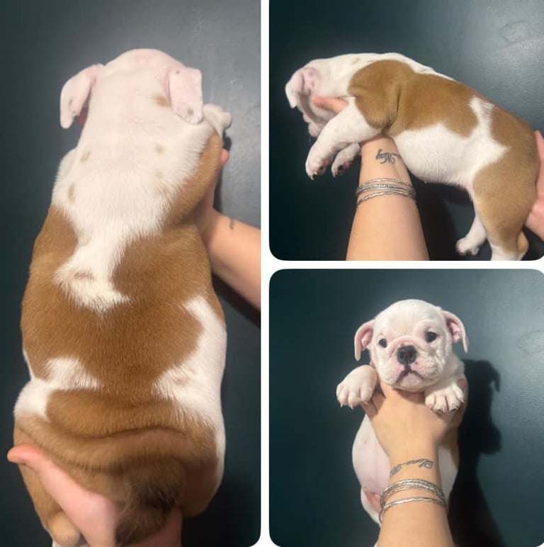 British bulldog puppies 