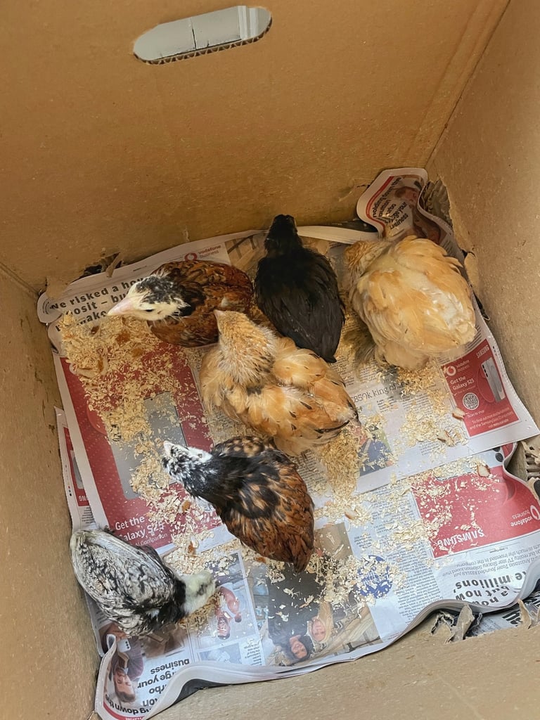 £18 each chicks or 6 for £90 altogether 