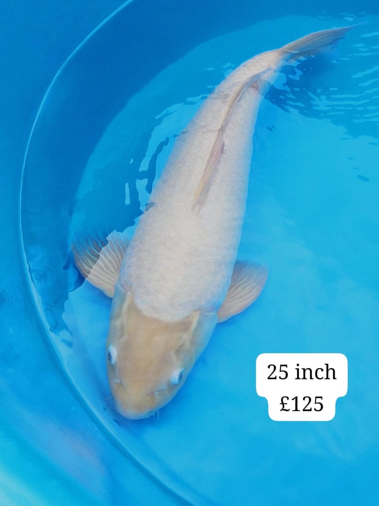 Large Japanese koi fish for sale 