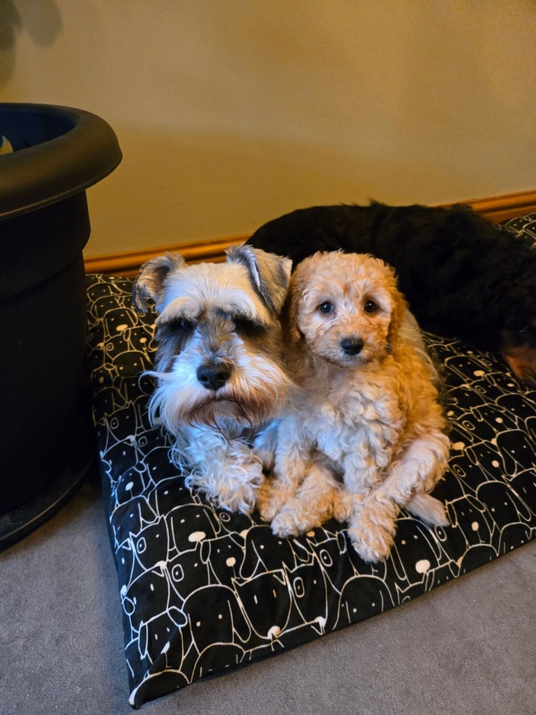 Gorgeous F1 Cockapoo Puppies