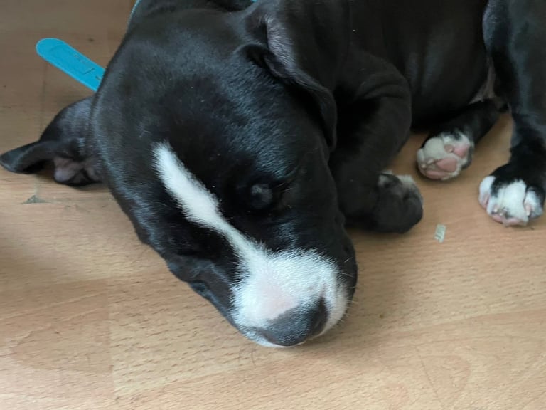 Kingcorser puppy 