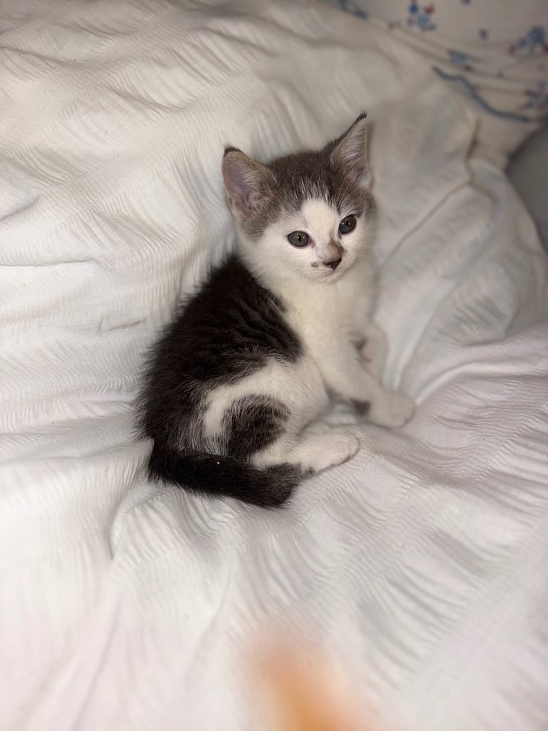 Kitten ready to leave 