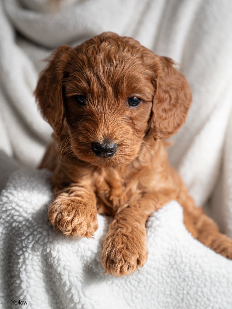 Golden doodles F1bb puppies hypoallergenic and malting
