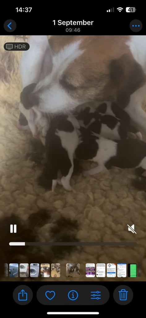 Traditional Jack russells puppies for sale