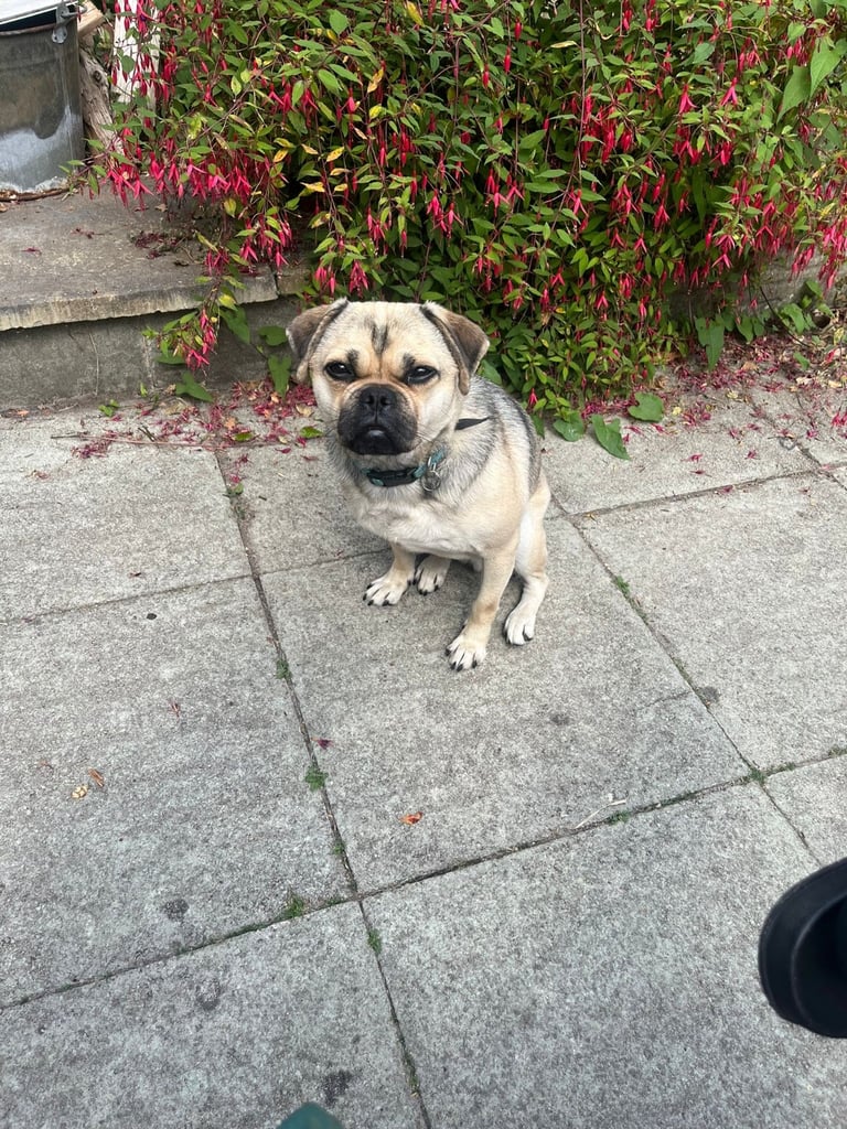 Jug dog looking for forever home