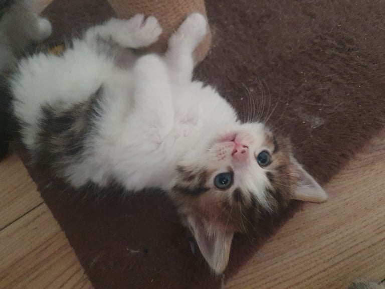 Fluffy kittens (1 female left)