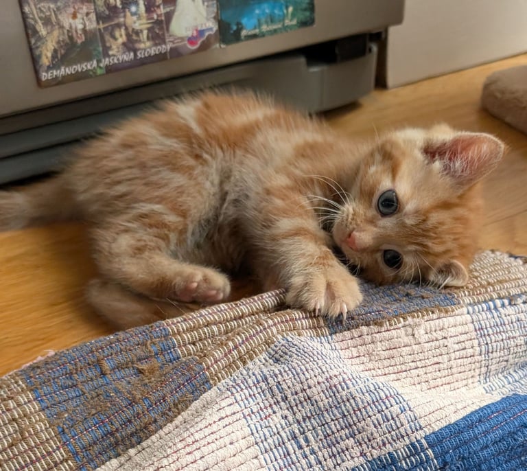 Adorable kittens looking for new homes