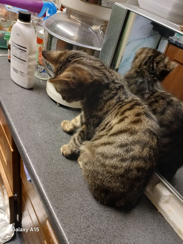 Bengal kittens male females available