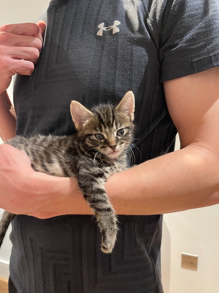 ADORABLE SUPER FRIENDLY KITTEN FOR SALE