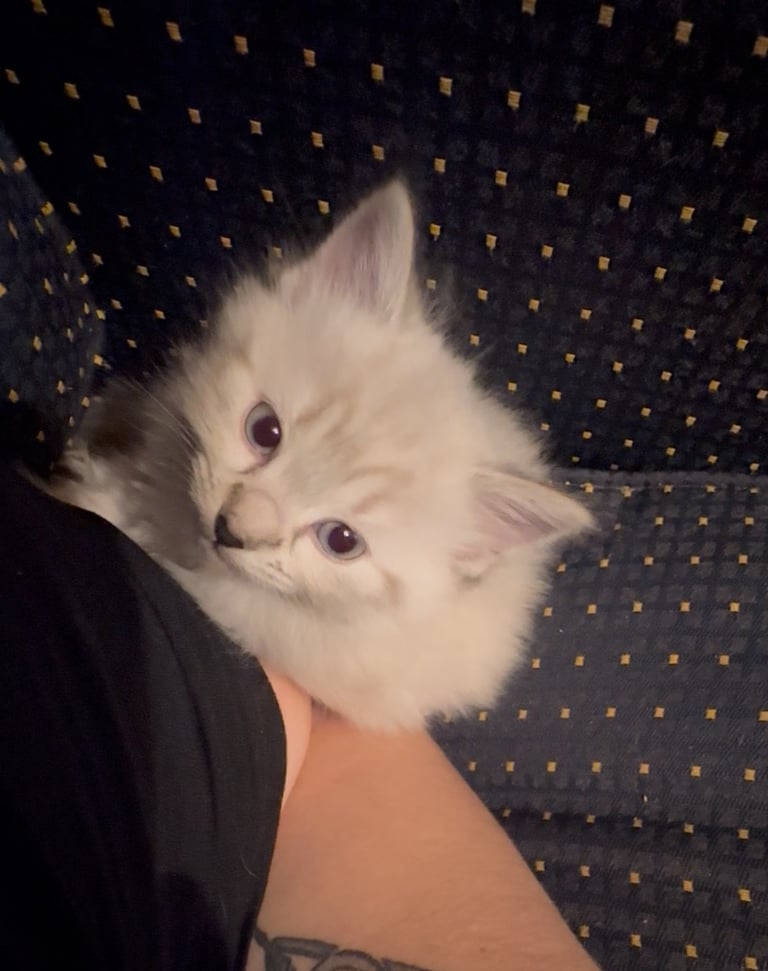 Ragdoll cross kittens 