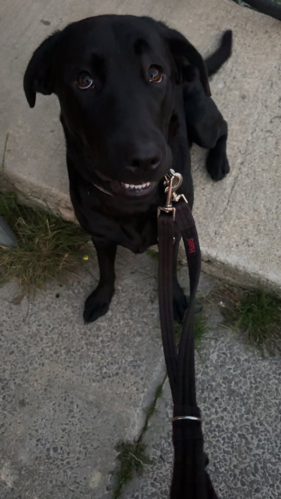BEAUTIFUL LABRADOR FOR SALE !!