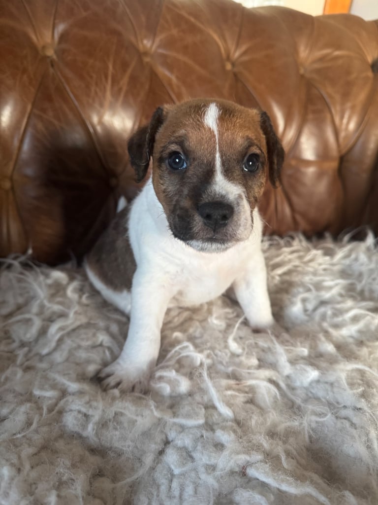 Parsons Terrier (pedigreed)