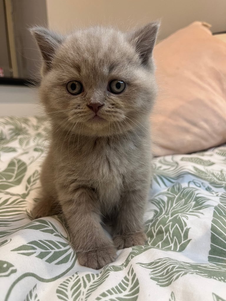  Pedigree British Shorthair Kittens Golden & Lilac
