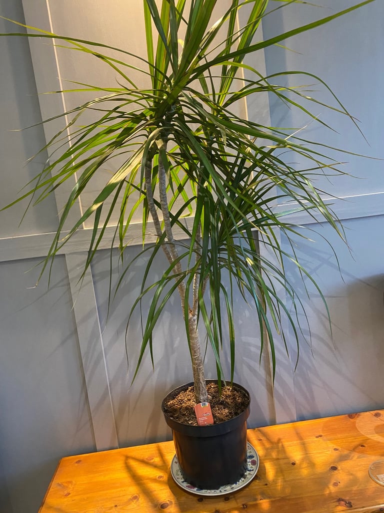 Large, Beautiful and healthy dracaena dragon plant, house plant