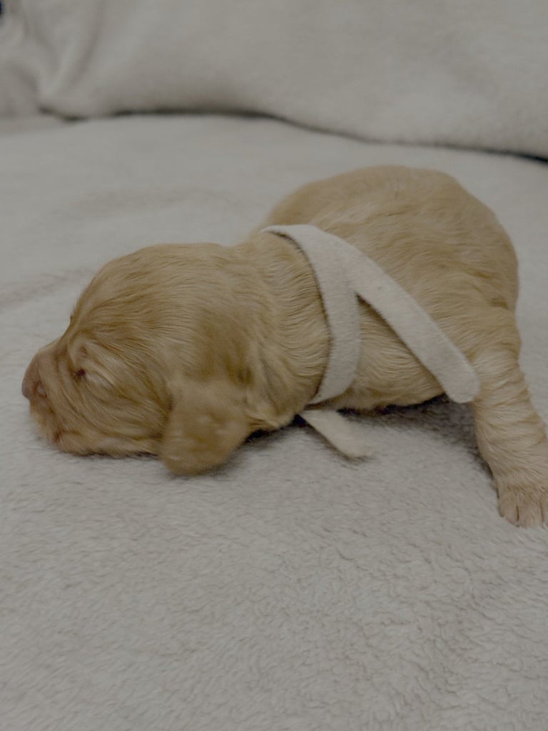 Cocker spaniel puppies for sale