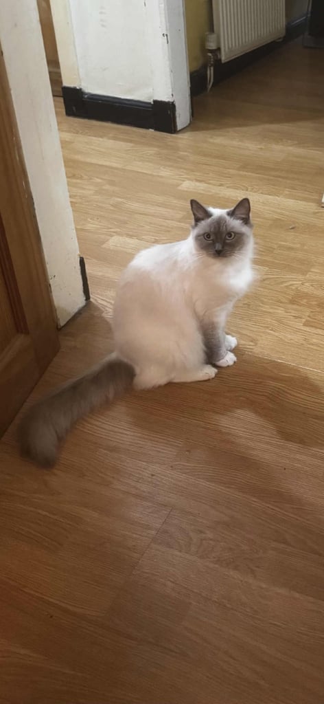 edinburgh female ragdoll kitten