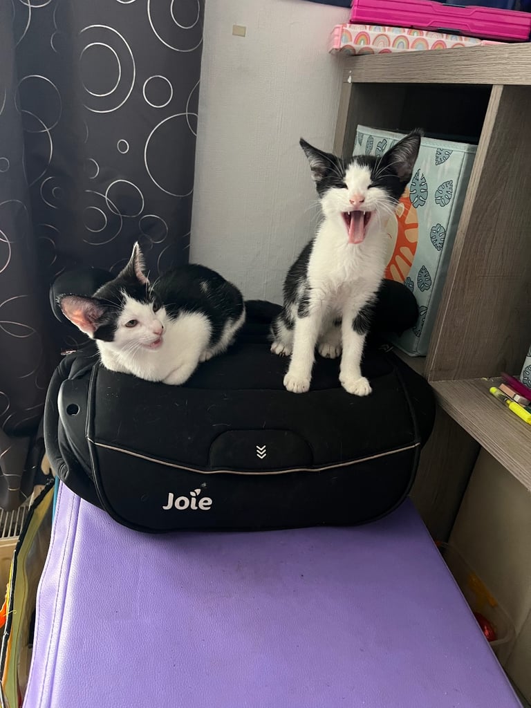 Kittens £50
