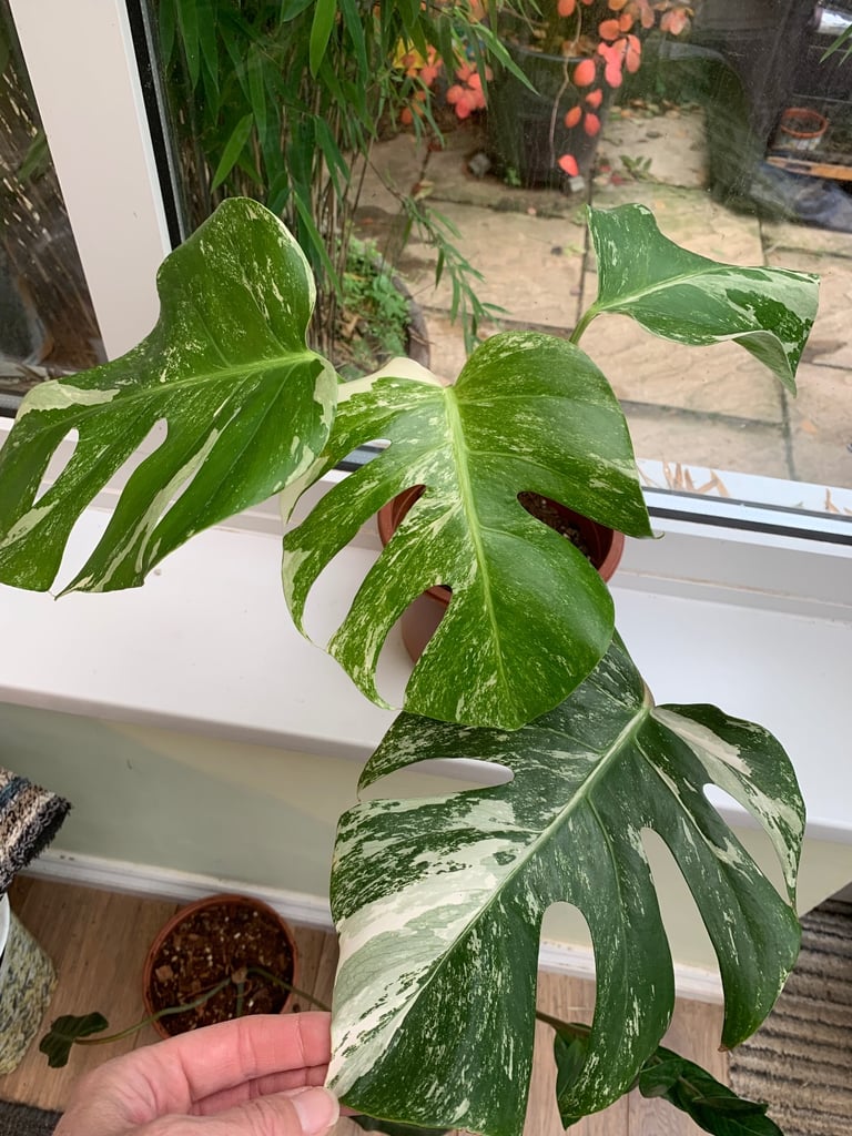 image for Variegated Monstera Albo Houseplant