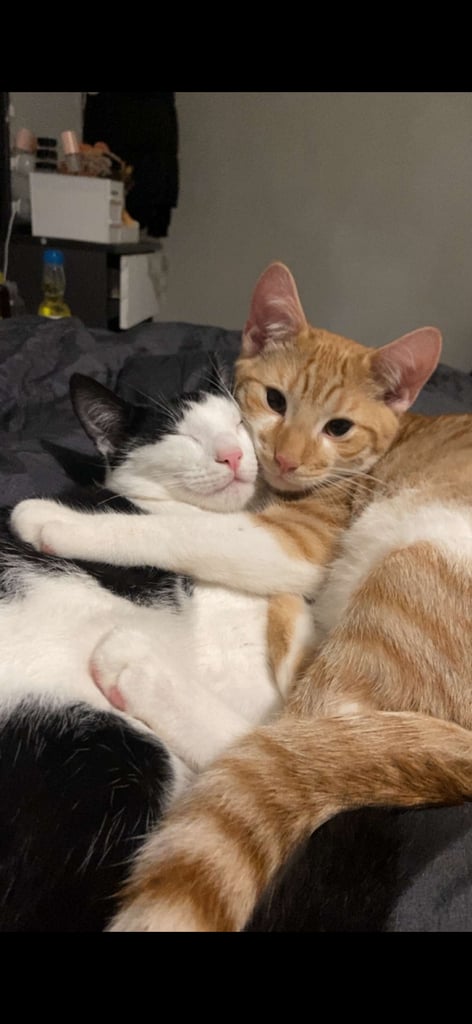 image for Black and white male cat. 