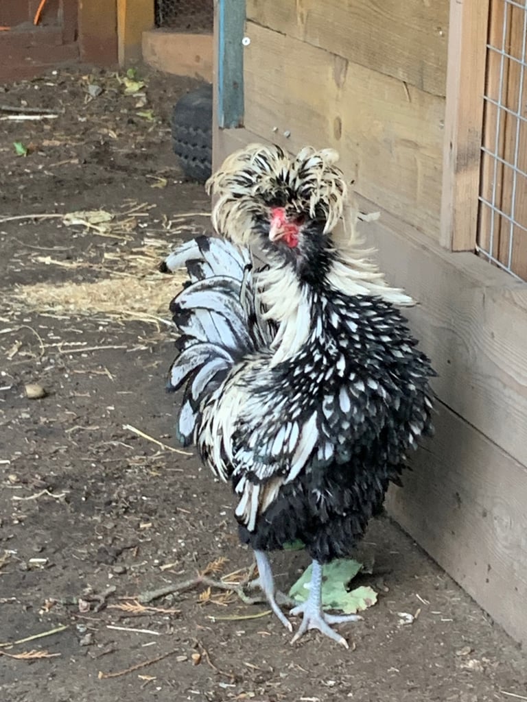 Cockerel Chicken six months old friendly