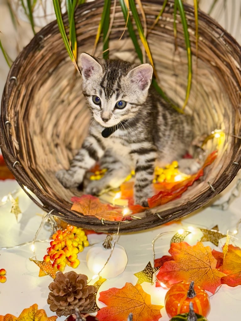 Beautiful Bengal Kittens 