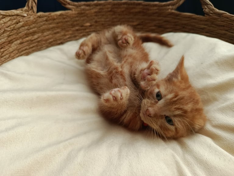 Adorable Kittens - domestic shorthair