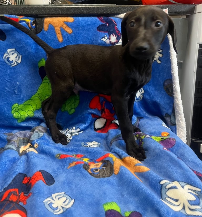 image for Lab cross Doberman puppies 