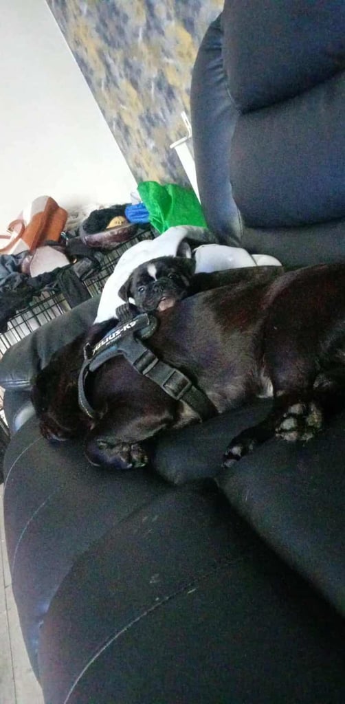 Puppies pug / frenchie 