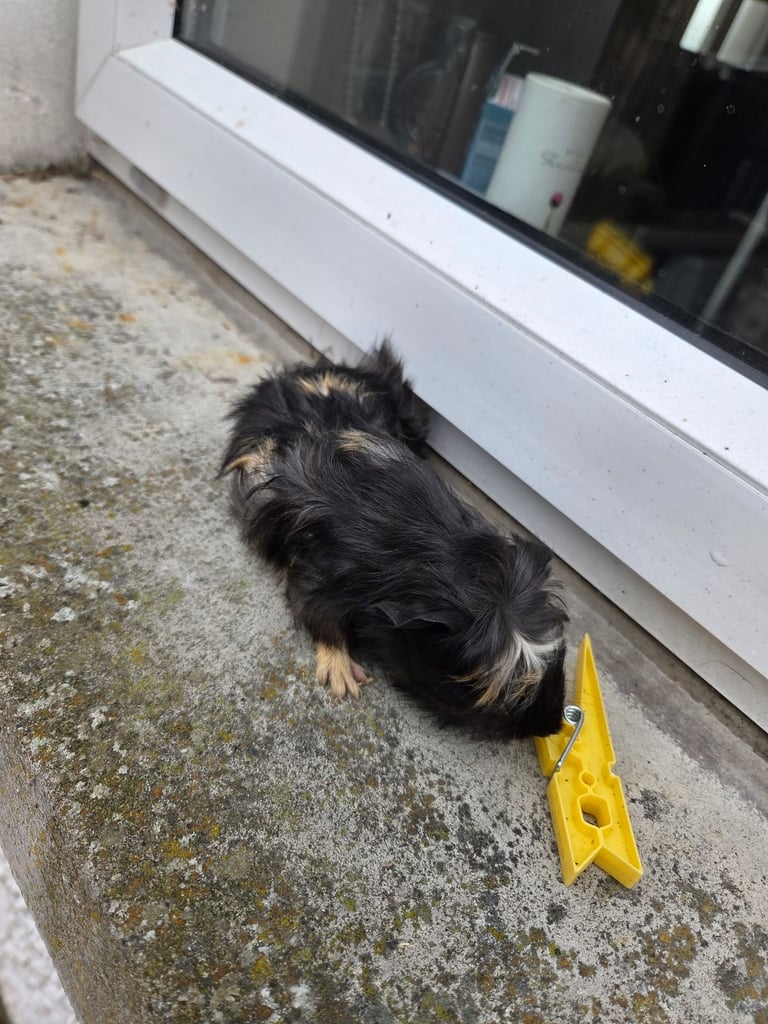 Guinea pig 
