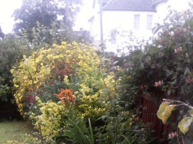 Urgent swap : Council flat with garden to swap for Garden council flat.