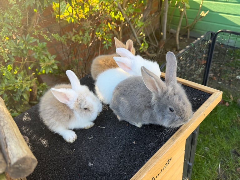 Baby bunny’s / rabbit for sale