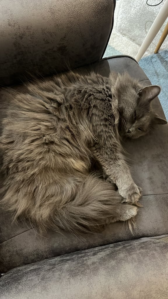 British longhair/Persian mixed grey cat 