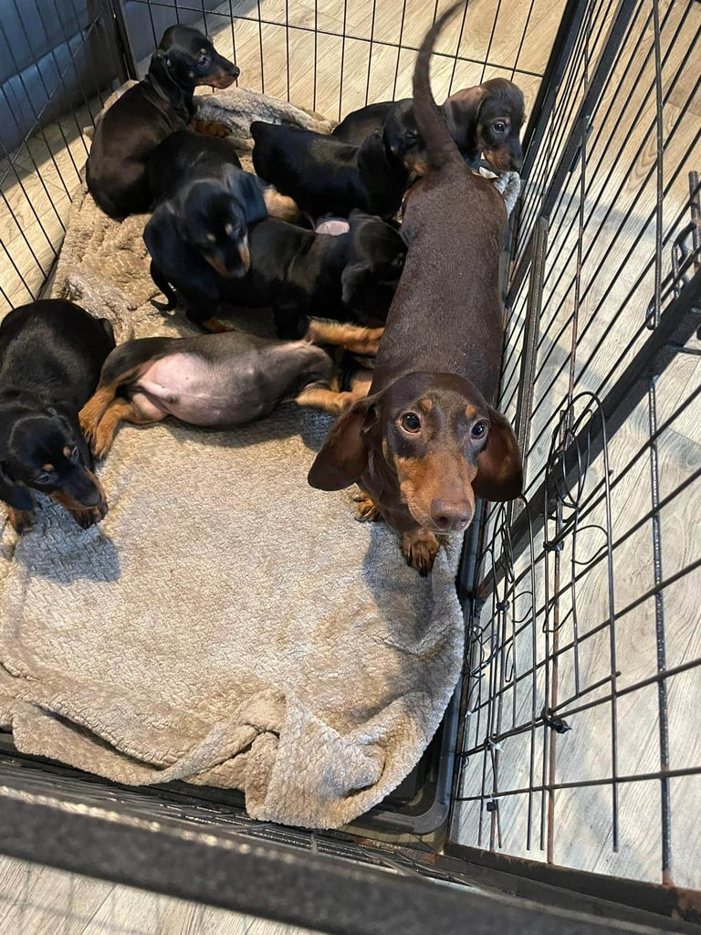 Dachshund Girls Ready Now Fully Vaccinated 