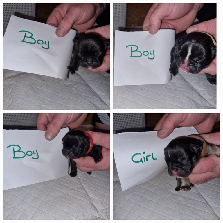 French/English bulldog 
