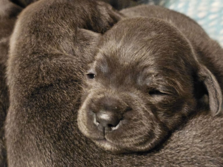 Blue Staffordshire Bull Terrier Puppiess