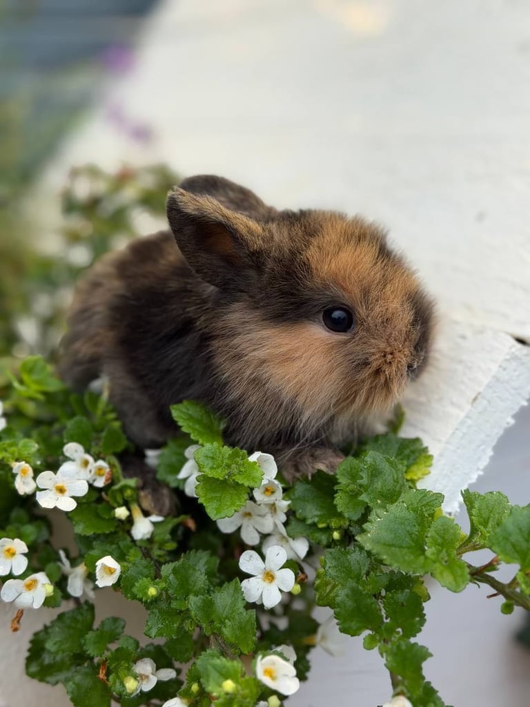 Baby Rabbits 