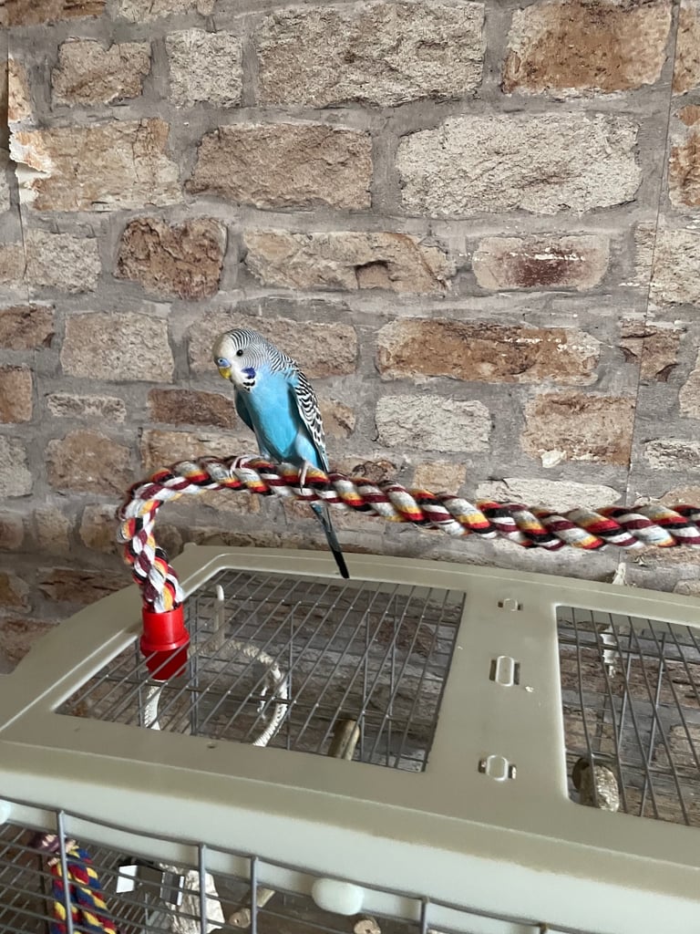 Baby male hand tamed budgie 
